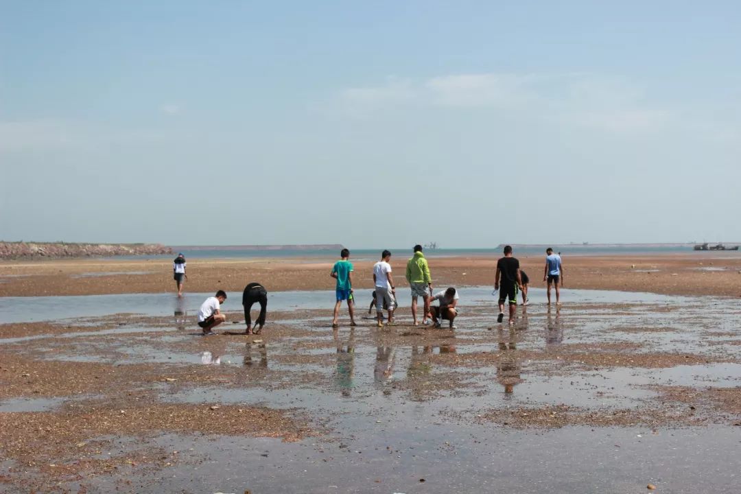 花海间赶海新篇章，探索自然奥秘与乐趣的探险之旅