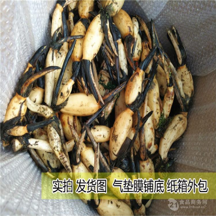 最新藕苗种植技术、优势及广阔应用前景探讨