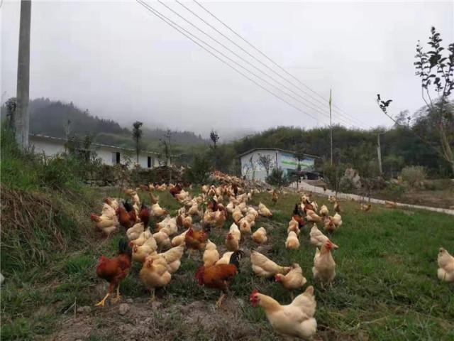 永兴乡最新项目，乡村振兴的新引擎启动在即