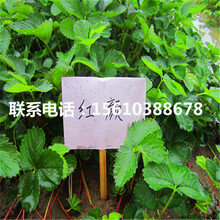 香草最新网站，探索魅力无限的香草世界